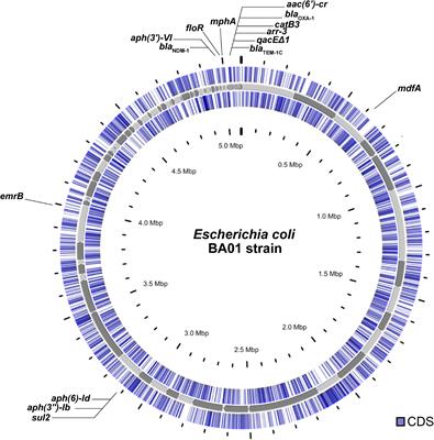 Genomic Analysis of a Highly Virulent NDM-1-Producing Escherichia coli ST162 Infecting a Pygmy Sperm Whale (Kogia breviceps) in South America